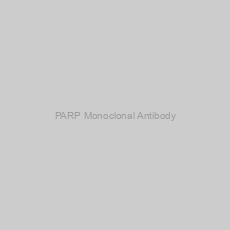 Image of PARP Monoclonal Antibody